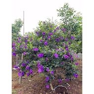 Flower seedlings bought from Australia - new variety