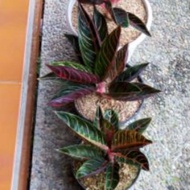 Tanaman Aglonema Red Sumatra