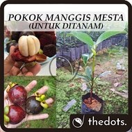 Pokok Manggis Mesta Manggis Jepun Untuk Ditanam Pokok Hidup Real Live Plant Japanese Mangosteen 日本山竹