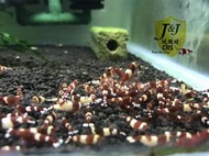 玩蝦坊(Fun Shrimp)紅金剛水晶蝦 水族週邊 10隻1組(1~1.2公分)