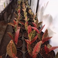 Aglaonema Red sumatra  Pride Of Sumatra  POS  Anak 2-3 daun