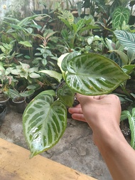 anthurium dorayaki silver