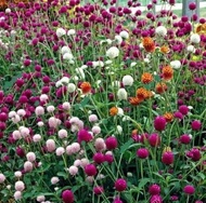 50 เมล็ด ดอกไม้ บานไม่รู้โรย สื่อถึงความรักของคู่รักที่จะไม่มีวันร่วงโรย Globe Amaranth Seeds