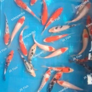 bibit ikan koi Grade A Termurah