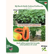 Biji Benih Betik California/Callina (Indonesia) - 25 BUTIR / California/Callina Papaya Seeds 25 seeds [ 木瓜种子 印度尼西亚 ]