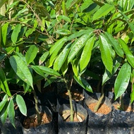 (RAJA KUNYIT)Durian Musang King D197