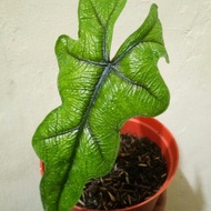 Alocasia sp / Alocasia Jacklyn