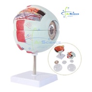 Model Eye 6X (6 pcs) 6X Enlarged Human Eye Anatomy Model