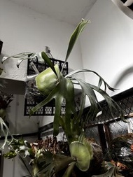 Banna A鹿角蕨側芽