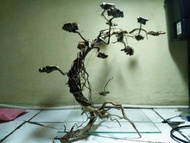 Terbaik Pohon moss aquascape Bahan akar senggani