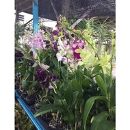 5 POKOK / ORKID HIDUP / ORKID DENDROBIUM (Ramdom)