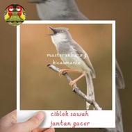 burung ciblek sawah jantan gacor mewah special