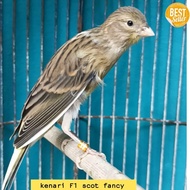 terbaru !!! burung kenari f1 sf scot fancy bahan jantan banyak pilihan