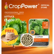 (5000 SEEDS) Biji Benih Sayur Salad Iceberg Gamma 佳码 LT600 CROP POWER Iceberg Lettuce Seed 结球生菜种子 LT