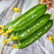Sweet Crispy Festival Melon Seeds Fruit Cucumber Seeds Cucumber Seeds Potted Garden Daejeon Spring A