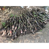 🍌 (PPY Banana) Quality Pisang Berangan Seedlings (Benih Sulur Pisang Berangan) (红肉蕉树头苗) 🍌