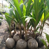 bibit kelapa hibrida hijau/bibit kelapa hibrida Wulung/hibrida besar