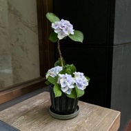 日本新品種∣檸檬の吻 紫陽花盆栽開花中