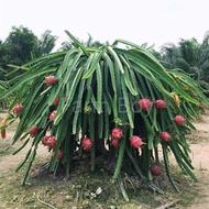 Red dragonfruit tree fast fruiting,anak pokok buah naga cepat buah/ buah naga merah/  火龙果树