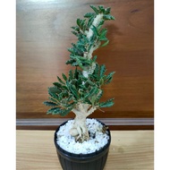 Euphorbia Decaryi 皱叶麒麟