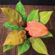 tanaman hias bunga oren juice/phillodendron oren/tanaman hias phillodendron/phillo dendron oren prin