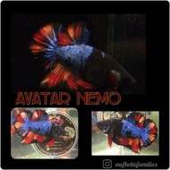 Avatar Nemo