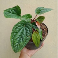 Bibit tanaman hias anthurium sirih / tanaman anthurium sirih /