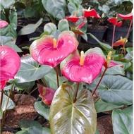 tanaman anthurium presiden / anthurium saxo / anthurium yoaunv 2566gh