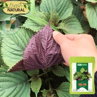 Four seasons perilla seeds 2g - H2T FARM