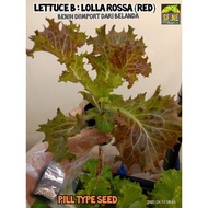 Benih Salad / Lettuce Seed Imported (9 Pill / Pack)