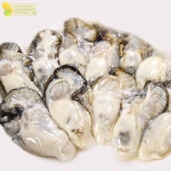-( Kerang Tiram Oyster Daging Tiram Kupas Segar Seafood Kerang Laut Segar 1Kg )-