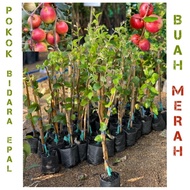 Pokok bidara epal hybrid ( buah merah ) / pokok bidara epal merah/ pokok bidara epal buah merah thai