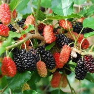 Bibit tanaman murbei / pohon mulberry bibit tanaman black bary tanaman berbuah berbunga tanaman dalam pot tanaman hias hiduo