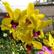 Anggrek Dendrobium Tongchae - Tanaman Hias Hidup - Bunga hidup