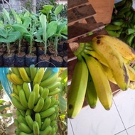 bibit pisang cavendish sunpride