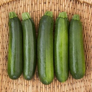 Berkebun 2 Biji - Benih Zucchini Hijau JACKY F1 Tahan Panas