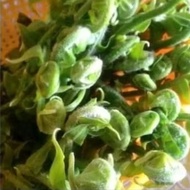 anak pokok paku uban/kubuk 11 pokoko