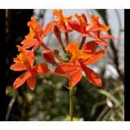 Bunga Hias Anggrek Epidendrum Orchid -Tanaman Hias Anggrek Lokal Tanaman Hidup Anggrek Orcid Bunga Hidup