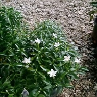pokok bunga jasmin hijau