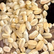 Cubaris Isopods 18 Pieces