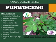 Kapsul PURWOCENG / PURWACENG 50 Kapsul Curah Herbal | Herbal Vitalitas Pria