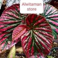 tanaman hias begonia rex walet merah