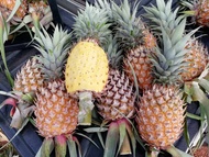 Whole West Malaysia Josa Pineapple Nanas 水晶蜜糖黄梨 -Guarantee Refund- Sweet1kg Fresh Josephine Manis Ho