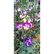 Eustoma - 2 Tone Purple & White - Farm to Home - Cameron Highland Fresh Flowers - (5 stalks/stems)