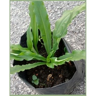 CEKUR JANTAN (CEKUR)