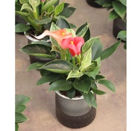 Cây Trầu bà đế vương kim cương - Philodendron Birkin - Cây kiểng lá phong thuỷ trang trí decor