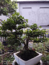 Bakalan Bahan Bonsai Serut ukuran Small