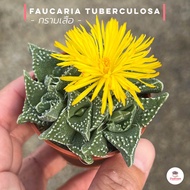 กรามเสือ Faucaria tuberculosa ไม้อวบน้ำ กุหลาบหิน cactus&amp;succulent