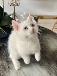 Kucing Munchkin Putih Jantan Non Ped