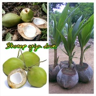 bibit kelapa kopyor genjah hijau